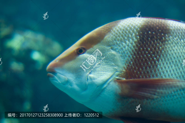 異國情調(diào)的魚