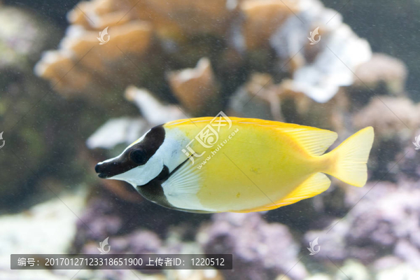 異國情調(diào)的魚