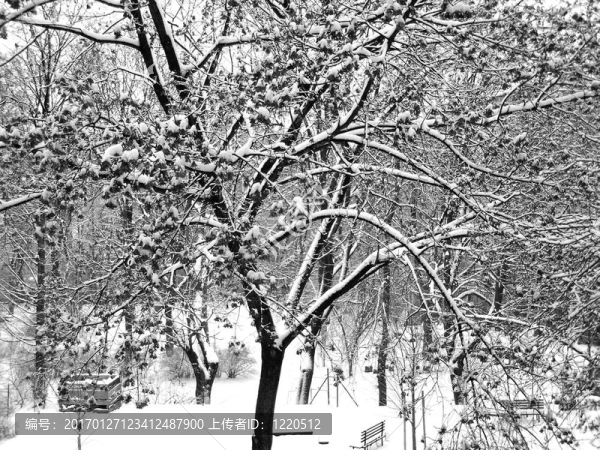 公園里的雪