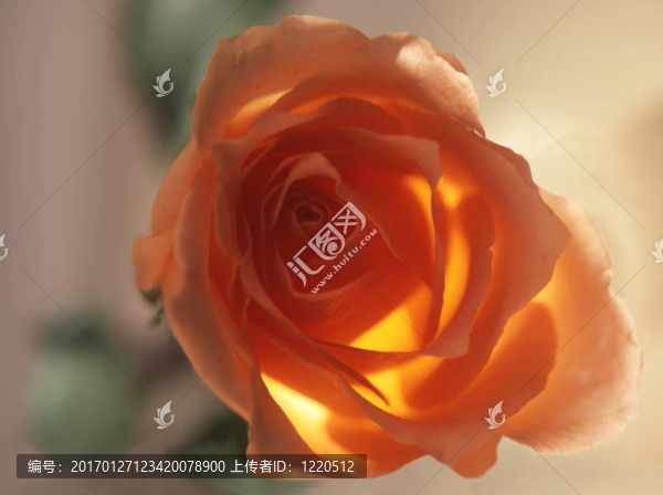 發(fā)光的玫瑰