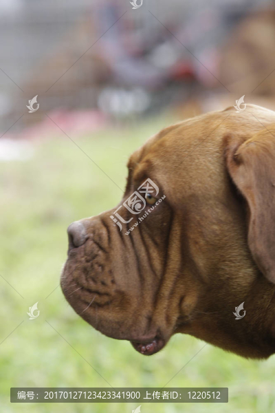 法國(guó)波爾多