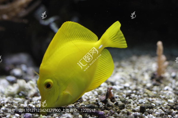 黃色的魚