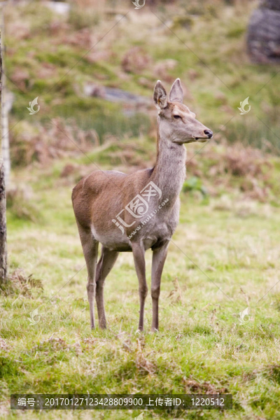 狍-匯圖網(wǎng) www.fosd68.com 狍