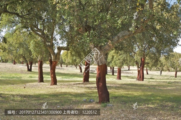 軟木樹的森林