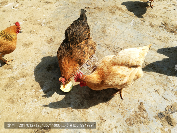 放養(yǎng)雞