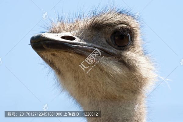 鴕鳥