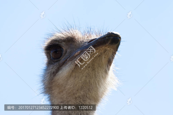 鴕鳥