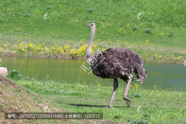 ostridge運行