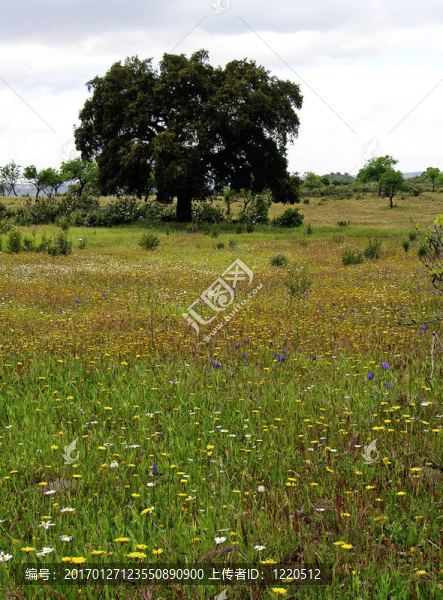 鄉(xiāng)村景色