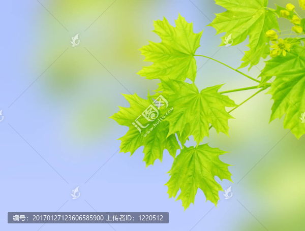 楓之葉