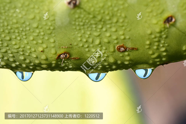 三滴