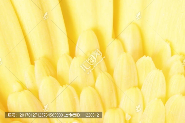 黃色的花