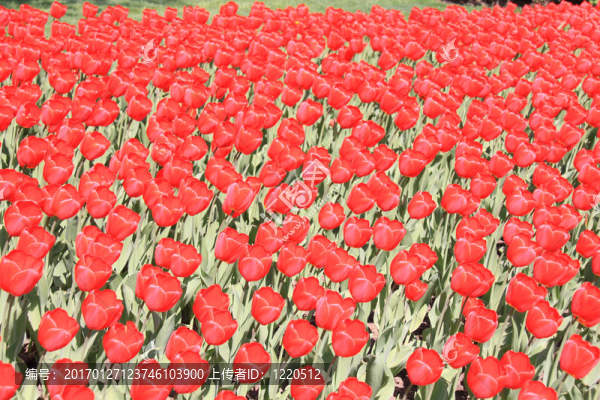 紅色鮮艷的郁金香