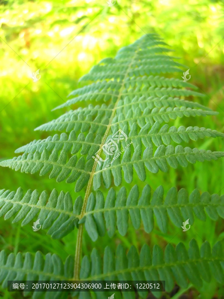羽狀葉
