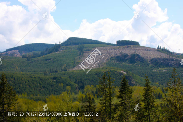 山中的春天