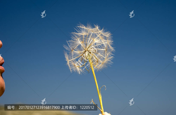 吹著藍(lán)天的人