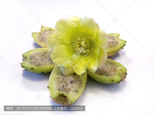 星星花
