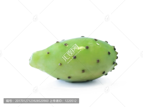 仙人掌圖一