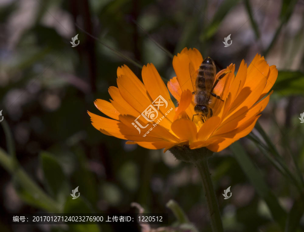 蜜蜂在花上的宏