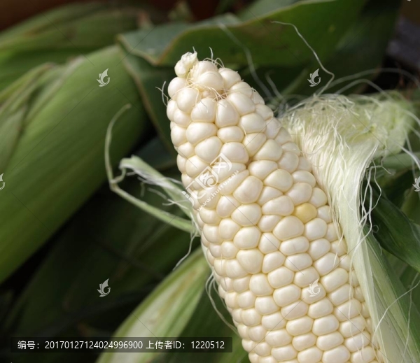 玉米穗