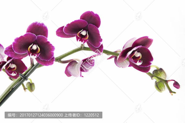 美麗的蘭花