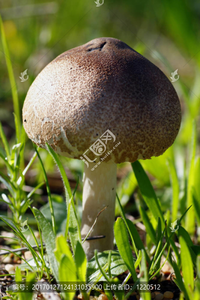小蘑菇