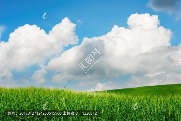 綠色的麥田