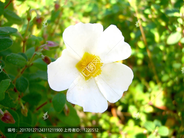 錕給SargA
