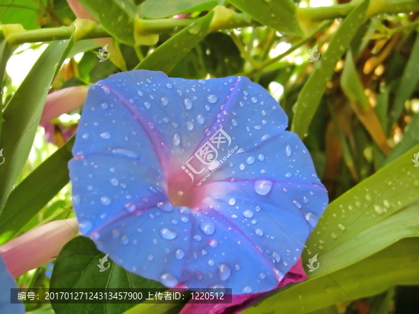 早晨榮耀水滴-匯圖網(wǎng) www.fosd68.com 早晨榮耀水滴