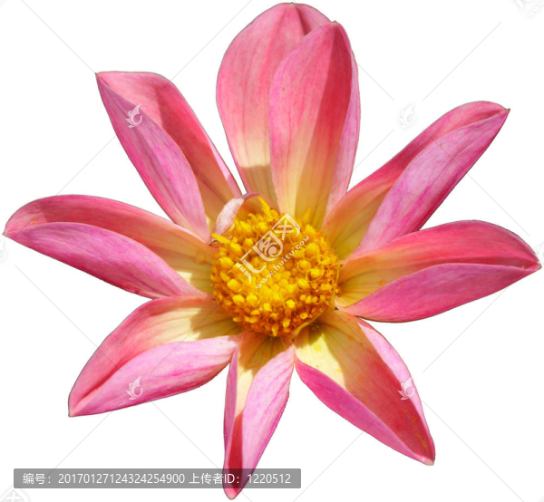 我們的錕絜D錕絫大麗花