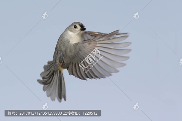 飛行的鳥