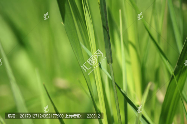 綠色草本植物