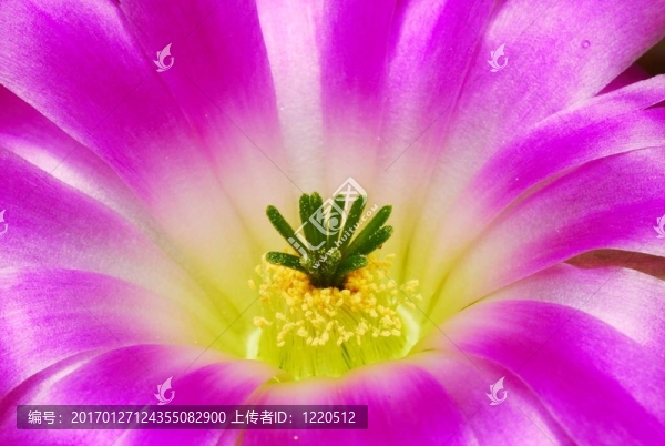 鹿角柱屬仙人掌花