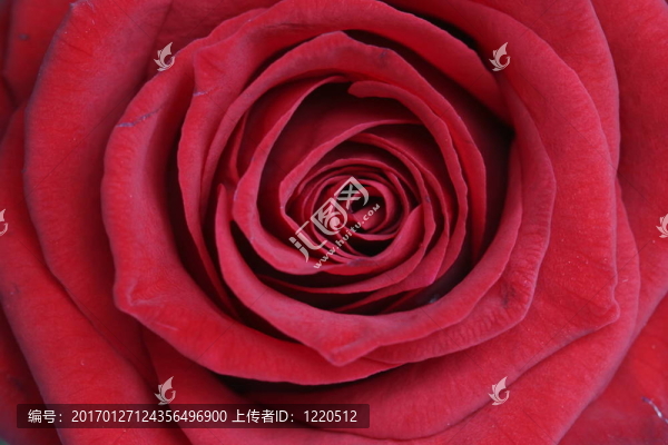紅玫瑰