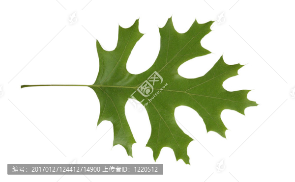 紅橡樹葉分離