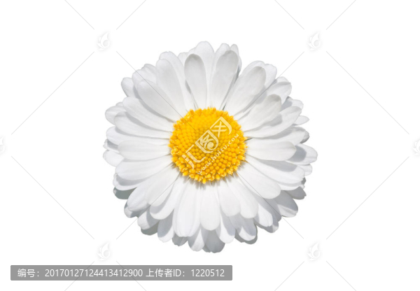 白色的雛菊花