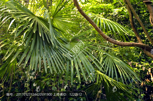 熱帶雨林植物