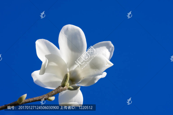 花-匯圖網(wǎng) www.fosd68.com 花