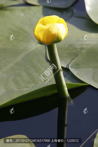 睡蓮的花