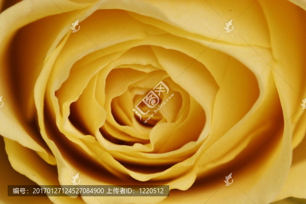 黃玫瑰