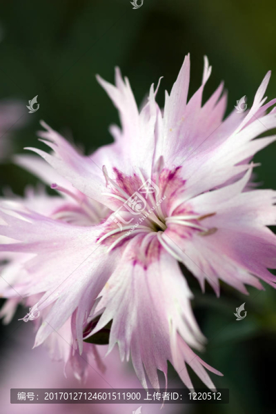 漂亮的粉紅色的花