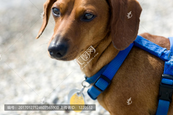 防范與治理臘腸