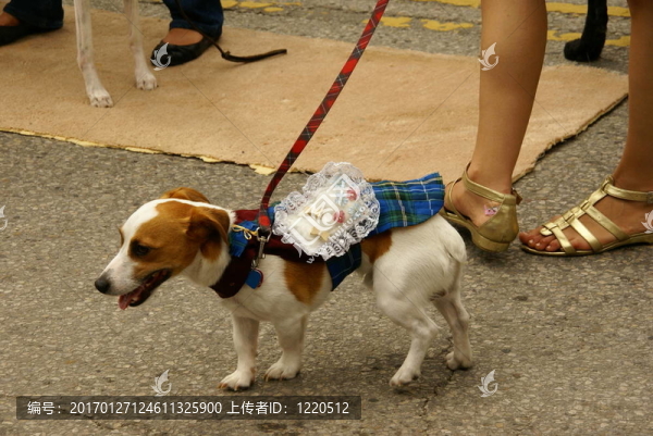精心打扮的狗