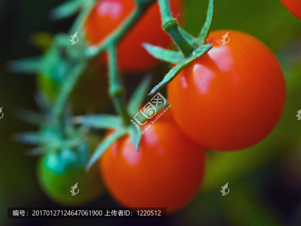 葡萄上的西紅柿