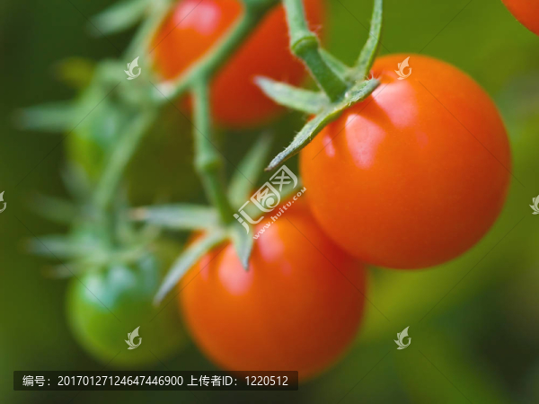 葡萄上的西紅柿