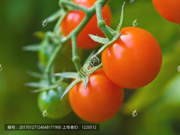 葡萄上的西紅柿