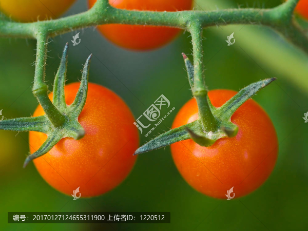 葡萄上的西紅柿