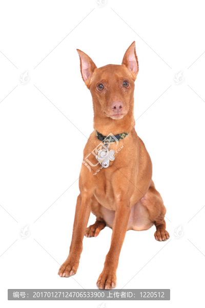 迷你杜賓犬