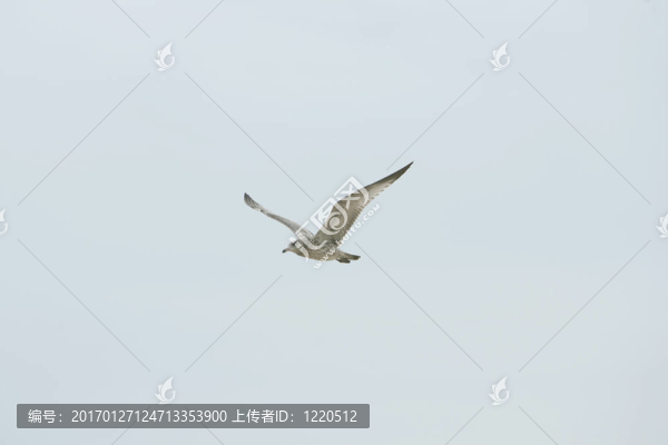 藍天與鳥