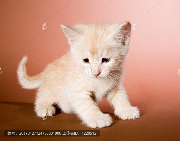 可愛(ài)的小貓